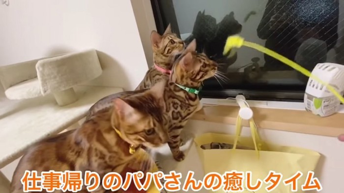 猫じゃらしで遊ぶ3匹の猫