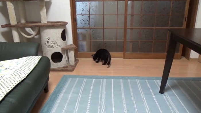 おもちゃをとりにいく猫