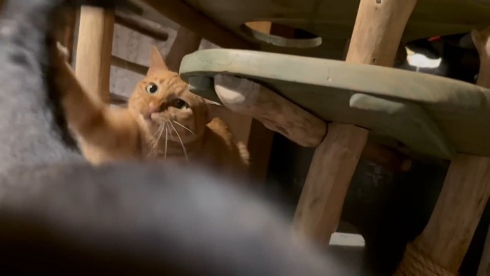 しっぽに手を伸ばす猫さん