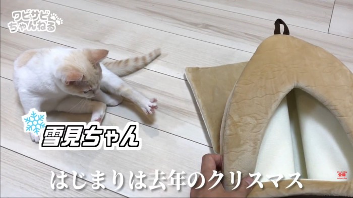 子猫とハウス