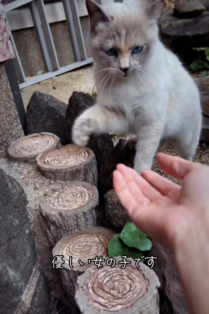 人の手に前足を伸ばす猫