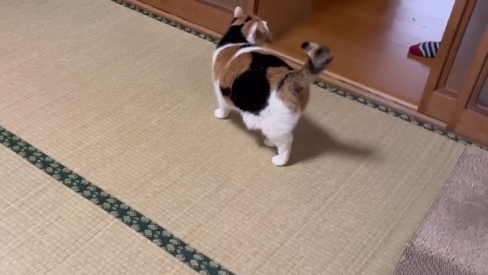 振り返る三毛猫