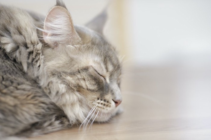 フローリングの上で眠る猫