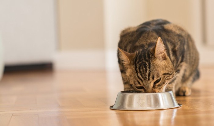 顔をうずめて食べる猫