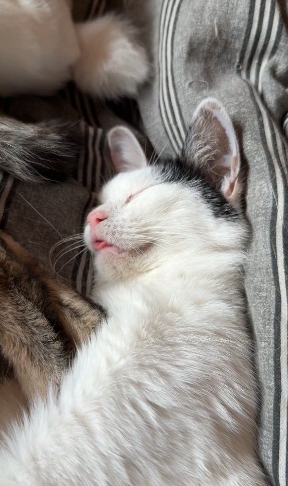 口を閉じる猫