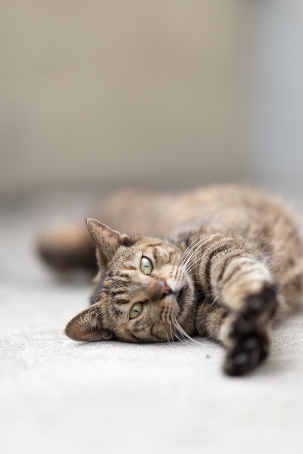 カーペットの上でリラックスする猫