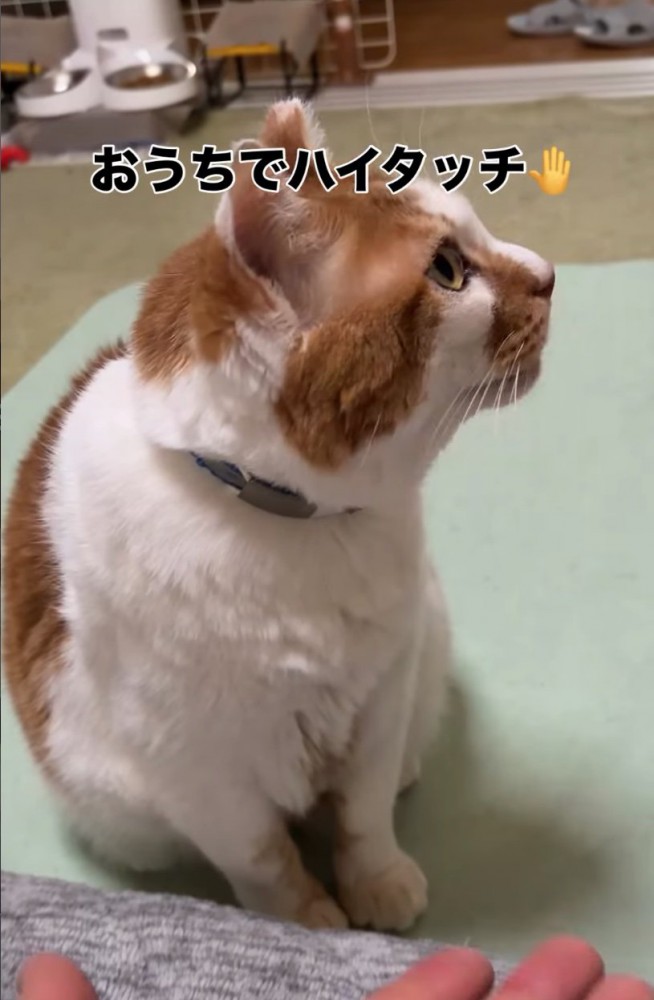 家で過ごす猫