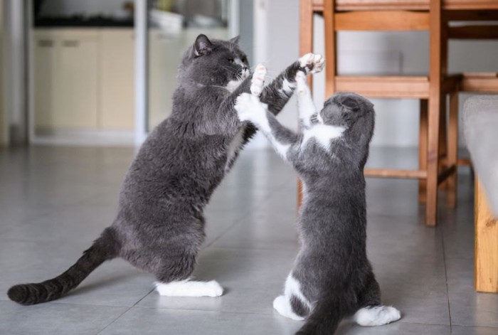 立ち上がってケンカをする2匹の猫