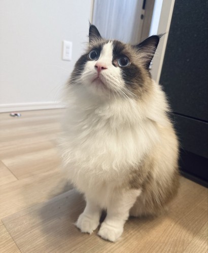 座って見上げる猫