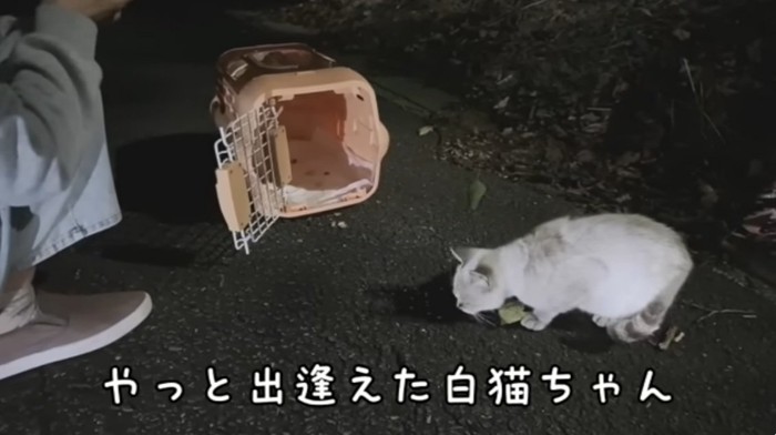 捕獲機の前にいるシャムトラ猫