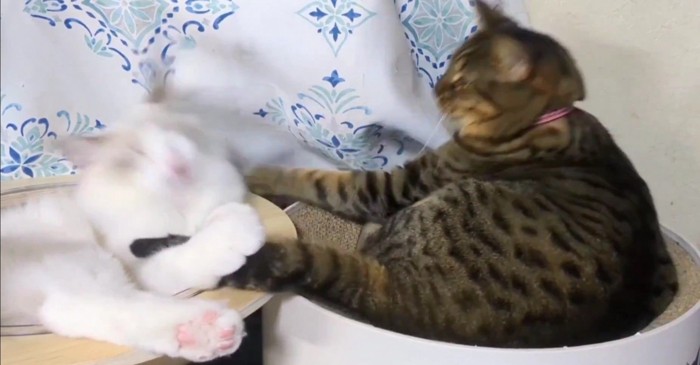 猫パンチをする猫