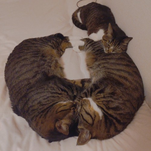 顔を合わせて寝ている2匹の猫と足元にくっつく猫