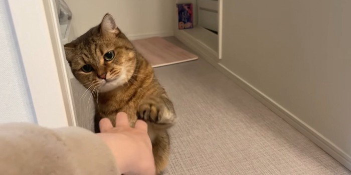 飼い主の手の動きを目で追う猫