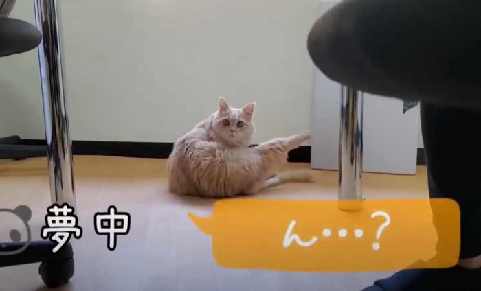 きょとんとする猫