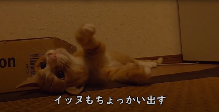 じゃれるウラちゃん