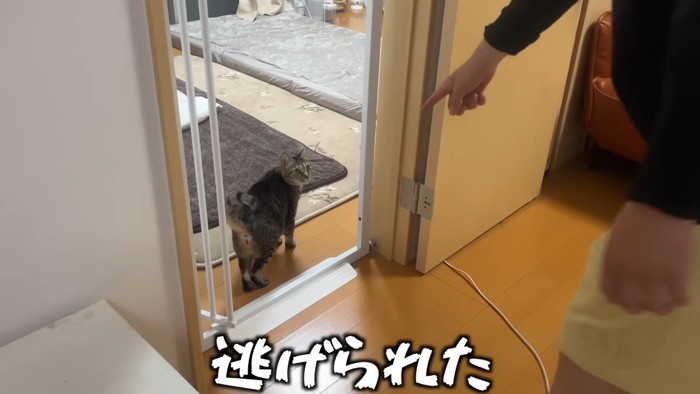 逃げられた