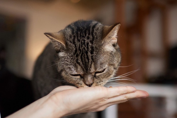 おやつをもらう猫