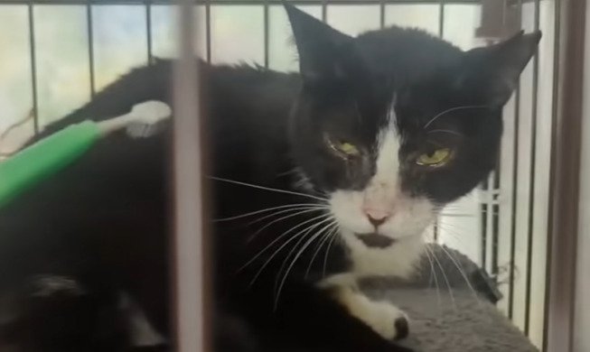 睨む猫