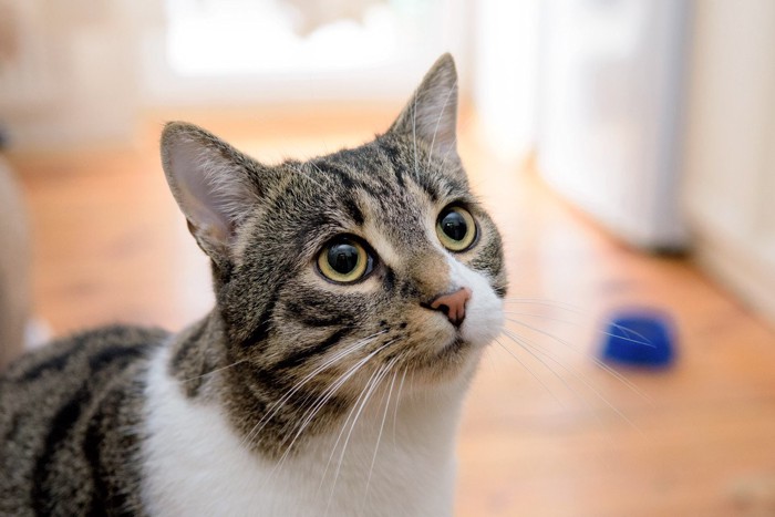 見つめる猫
