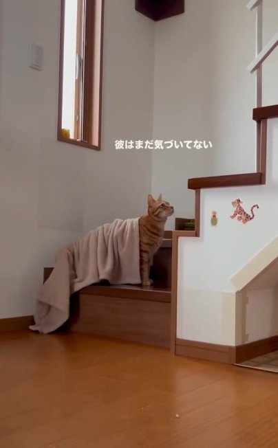 タオルを背中にかけている猫