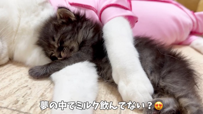 白猫に抱っこされて眠る赤ちゃん猫