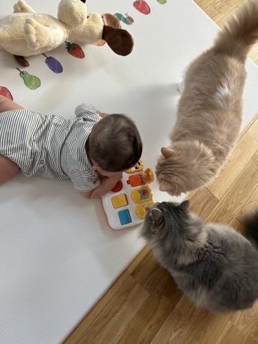 赤ちゃんと2匹の猫