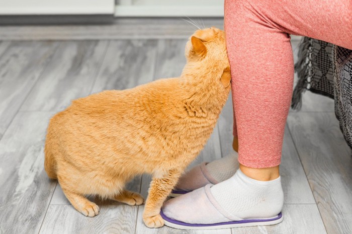 座っている女性の足にスリスリする猫