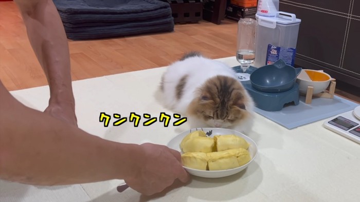 においを嗅ぐ猫