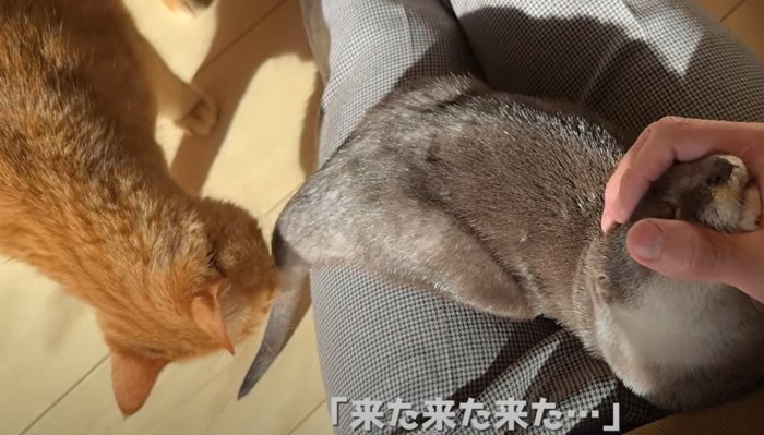 カワウソの尻尾の匂いを嗅ぐ猫