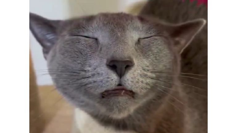 ブラッシングされている猫