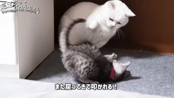 パンチする白猫