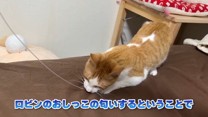 遊ぶチップくん