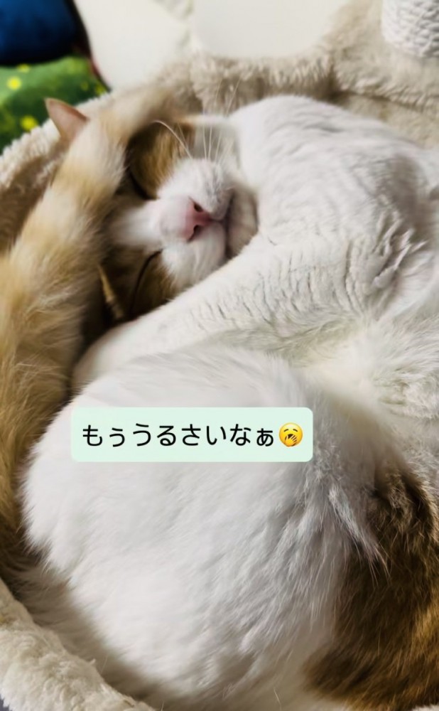 キャットタワーのベッドで寝る保護猫