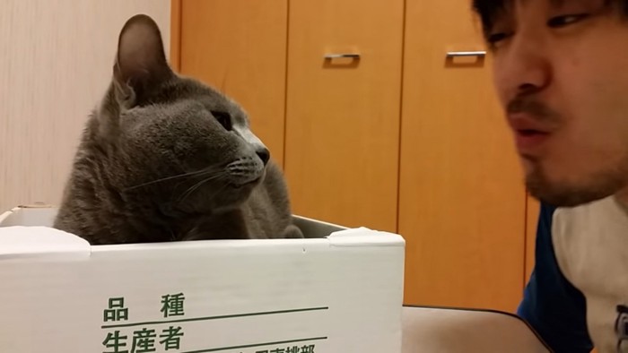 飼い主さんを睨む猫