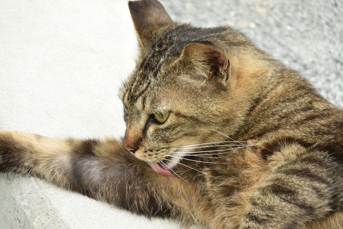 毛づくろいをする猫