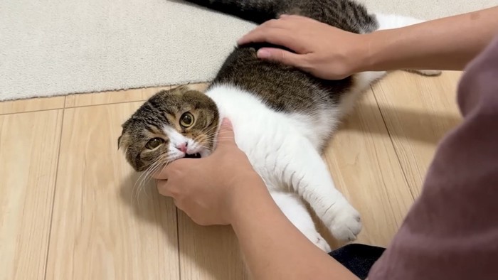 噛みつき