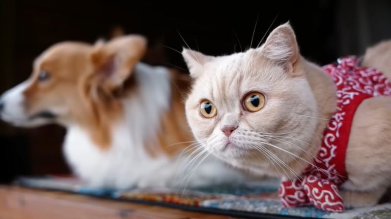 外を眺める猫と犬