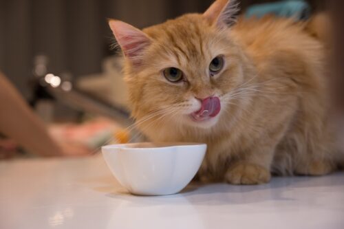 キッチンカウンターで食事をする猫