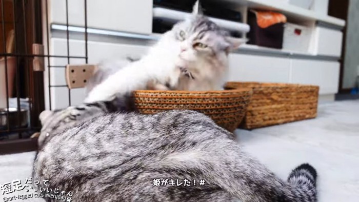 猫パンチする長毛の猫