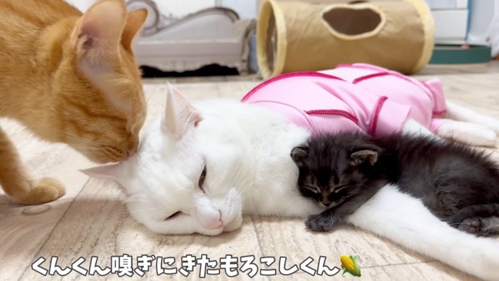 一緒に眠る白猫と赤ちゃん猫と白猫の匂いを嗅ぐ茶トラ猫