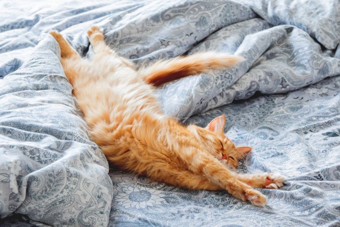 眠っている猫
