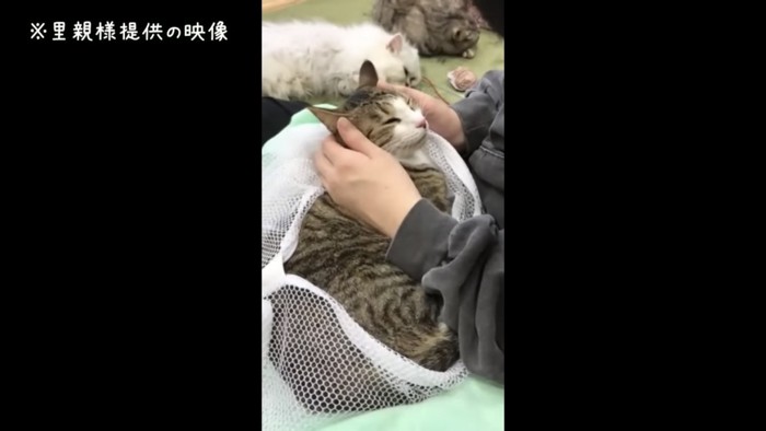 膝の上で撫でられる猫