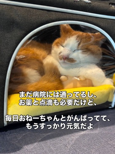 キャリーバッグの中にいる猫