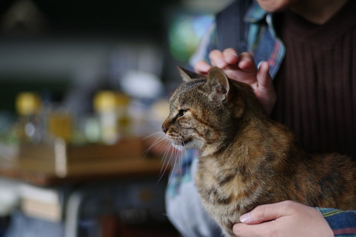 猫を撫でる人の手