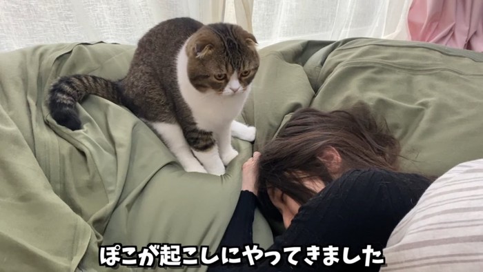 寝ている人の横に座る猫