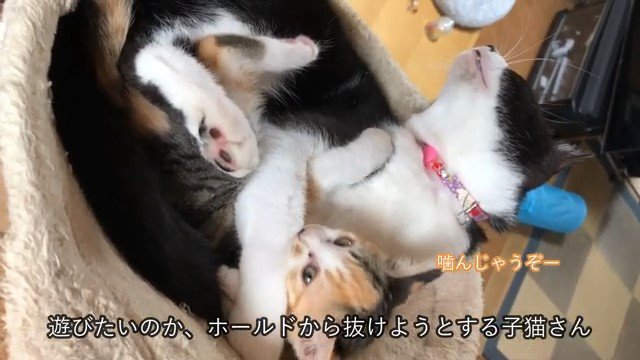 猫の前足に噛みつく子猫