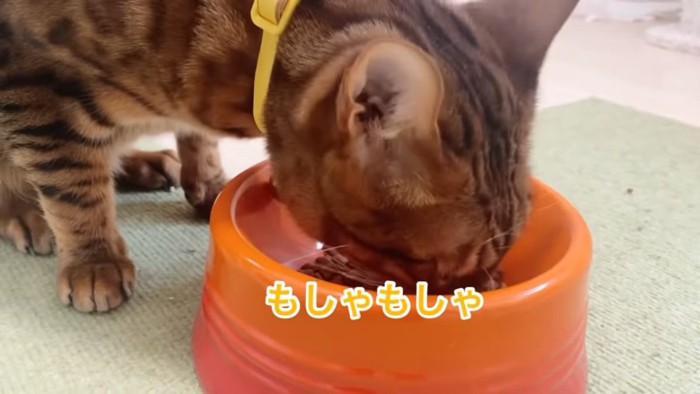 ごはんを食べる猫