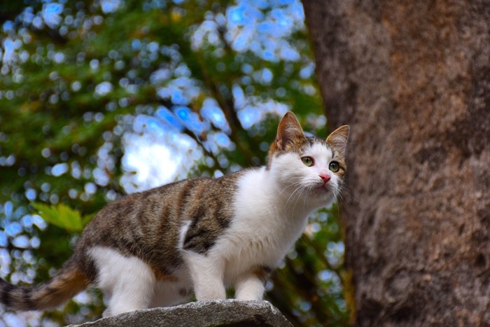 木の上を歩く猫