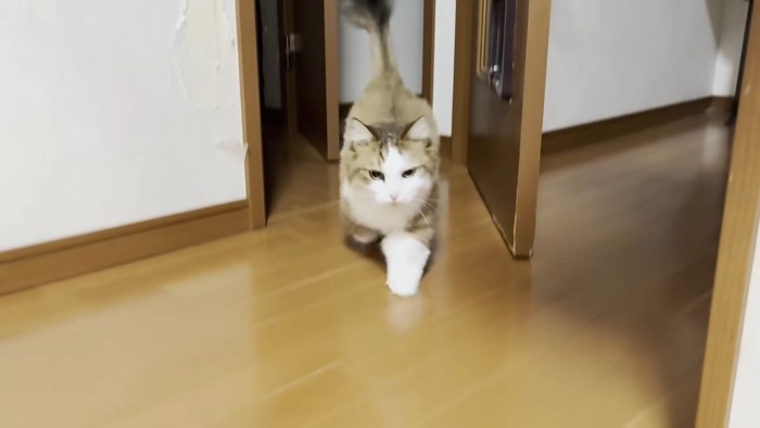 ドアを通ってカメラに駆け寄る猫ちゃん