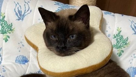 おこげちゃんの顔